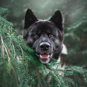 akita, tree, dog-5964180.jpg